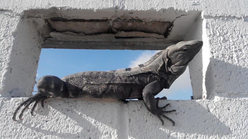 Casa Blanca Boutique & Organic Bed & Breakfast Cancun Luaran gambar